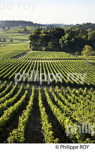 PAYSAGE VITICOLE, VIGNES AOC MONTAGNE-SAINT-EMILION, VIGNOBLE DU BORDELAIS. (33V46330.jpg)