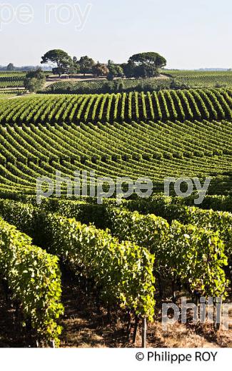 PAYSAGE VITICOLE, VIGNES AOC MONTAGNE-SAINT-EMILION, VIGNOBLE DU BORDELAIS. (33V46331.jpg)