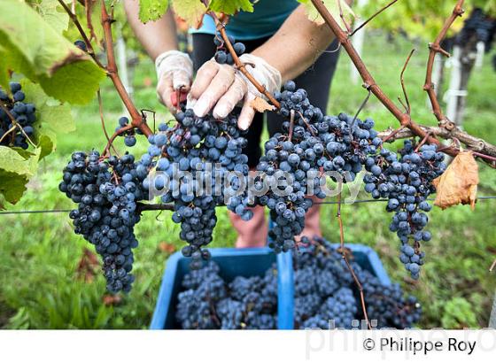 VENDANGES MANUELLES, CHATEAU MONCETS, AOC LALANDE DE POMEROL, VINS DE BORDEAUX, GIRONDE. (33V46405.jpg)