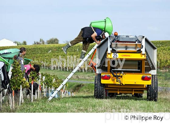 VENDANGES MANUELLES, CHATEAU MONCETS, AOC LALANDE DE POMEROL, VINS DE BORDEAUX, GIRONDE. (33V46407.jpg)