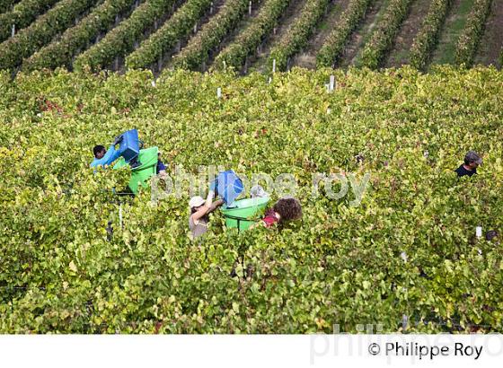 VENDANGES MANUELLES, CHATEAU MONCETS, AOC LALANDE DE POMEROL, VINS DE BORDEAUX, GIRONDE. (33V46409.jpg)