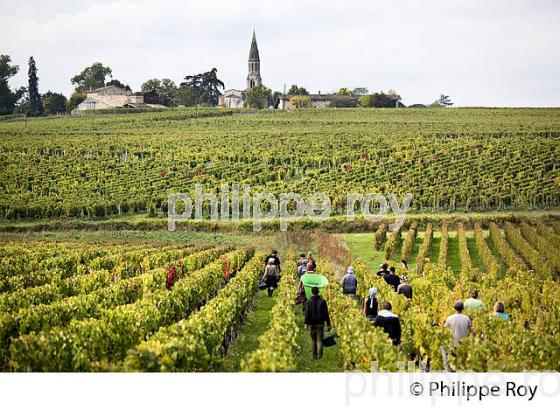VENDANGES MANUELLES, CHATEAU MONCETS, AOC LALANDE DE POMEROL, VINS DE BORDEAUX, GIRONDE. (33V46411.jpg)