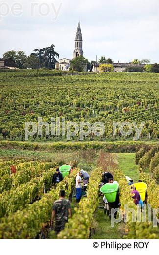 VENDANGES MANUELLES, CHATEAU MONCETS, AOC LALANDE DE POMEROL, VINS DE BORDEAUX, GIRONDE. (33V46412.jpg)