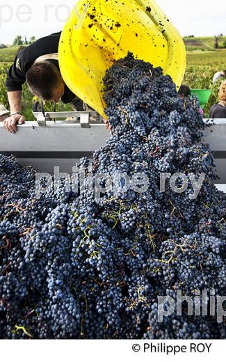 VENDANGES MANUELLES, CHATEAU MONCETS, AOC LALANDE DE POMEROL, VINS DE BORDEAUX, GIRONDE. (33V46414.jpg)