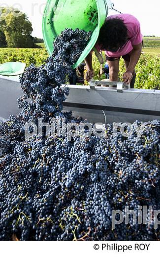 VENDANGES MANUELLES, CHATEAU MONCETS, AOC LALANDE DE POMEROL, VINS DE BORDEAUX, GIRONDE. (33V46415.jpg)