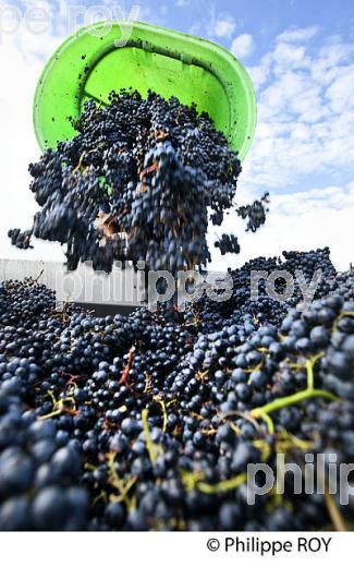 VENDANGES MANUELLES, CHATEAU MONCETS, AOC LALANDE DE POMEROL, VINS DE BORDEAUX, GIRONDE. (33V46417.jpg)