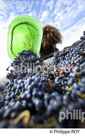 VENDANGES MANUELLES, CHATEAU MONCETS, AOC LALANDE DE POMEROL, VINS DE BORDEAUX, GIRONDE. (33V46418.jpg)