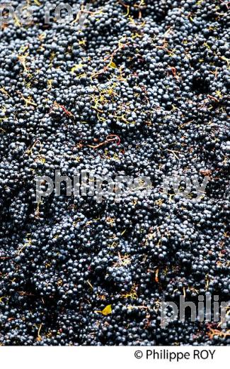 VENDANGES MANUELLES, CHATEAU MONCETS, AOC LALANDE DE POMEROL, VINS DE BORDEAUX, GIRONDE. (33V46419.jpg)