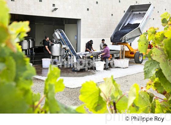 VENDANGES MANUELLES, CHATEAU MONCETS, AOC LALANDE DE POMEROL, VINS DE BORDEAUX, GIRONDE. (33V46424.jpg)