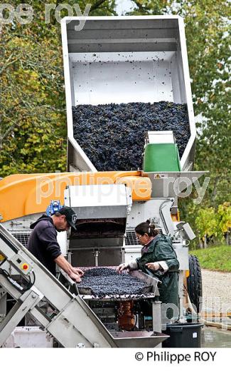 VENDANGES MANUELLES, CHATEAU MONCETS, AOC LALANDE DE POMEROL, VINS DE BORDEAUX, GIRONDE. (33V46428.jpg)