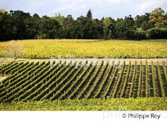 PAYSAGE VITICOLE , AOC LALANDE DE POMEROL, VIGNOBLE DE BORDEAUX, GIRONDE. (33V46526.jpg)