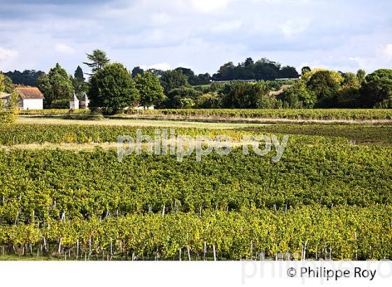 PAYSAGE VITICOLE , AOC LALANDE DE POMEROL, VIGNOBLE DE BORDEAUX, GIRONDE. (33V46528.jpg)