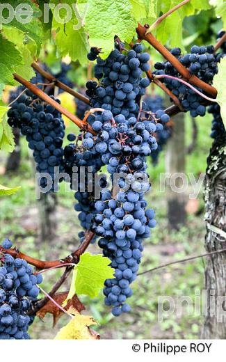 GRAPPE DE RAISIN ROUGE, VIGNOBLE DE BORDEAUX, GIRONDE. (33V46534.jpg)