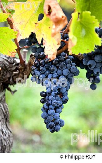 GRAPPE DE RAISIN ROUGE, VIGNOBLE DE BORDEAUX, GIRONDE. (33V46535.jpg)