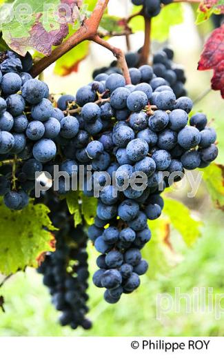 GRAPPE DE RAISIN ROUGE, VIGNOBLE DE BORDEAUX, GIRONDE. (33V46538.jpg)