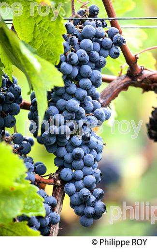 GRAPPE DE RAISIN ROUGE, VIGNOBLE DE BORDEAUX, GIRONDE. (33V46602.jpg)