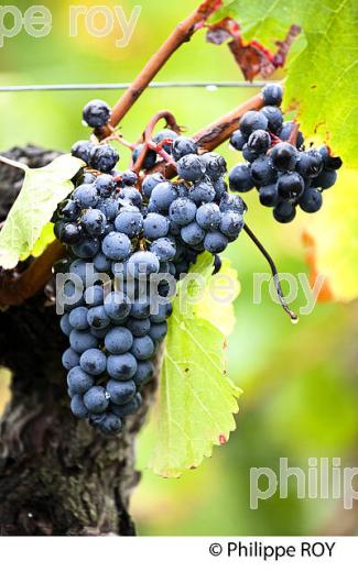 GRAPPE DE RAISIN ROUGE, VIGNOBLE DE BORDEAUX, GIRONDE. (33V46604.jpg)