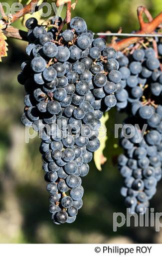 GRAPPE DE RAISIN ROUGE, VIGNOBLE DE BORDEAUX, GIRONDE. (33V46606.jpg)