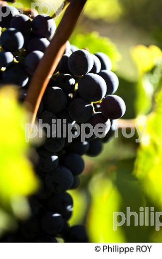 GRAPPE DE RAISIN ROUGE, VIGNOBLE DE BORDEAUX, GIRONDE. (33V46608.jpg)