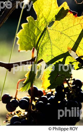 GRAPPE DE RAISIN ROUGE, VIGNOBLE DE BORDEAUX, GIRONDE. (33V46609.jpg)