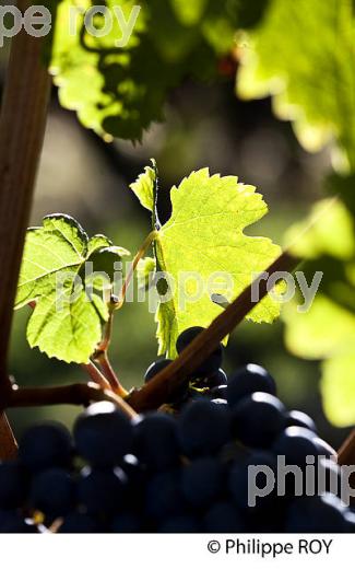 GRAPPE DE RAISIN ROUGE, VIGNOBLE DE BORDEAUX, GIRONDE. (33V46610.jpg)