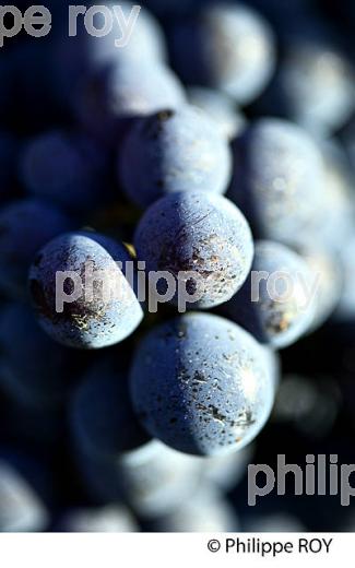GRAPPE DE RAISIN ROUGE, VIGNOBLE DE BORDEAUX, GIRONDE. (33V46613.jpg)