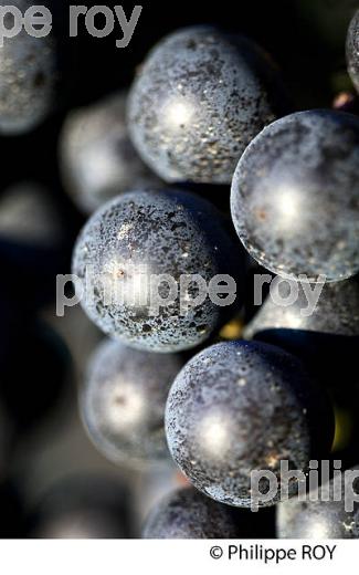 GRAPPE DE RAISIN ROUGE, VIGNOBLE DE BORDEAUX, GIRONDE. (33V46614.jpg)