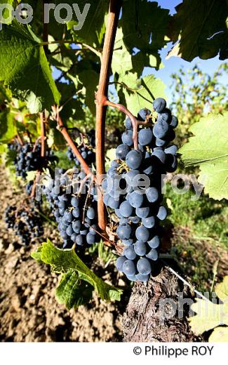 GRAPPE DE RAISIN ROUGE, VIGNOBLE DE BORDEAUX, GIRONDE. (33V46616.jpg)