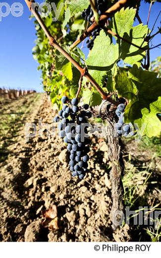 GRAPPE DE RAISIN ROUGE, VIGNOBLE DE BORDEAUX, GIRONDE. (33V46617.jpg)