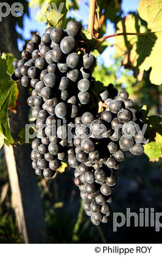 GRAPPE DE RAISIN ROUGE, VIGNOBLE DE BORDEAUX, GIRONDE. (33V46619.jpg)