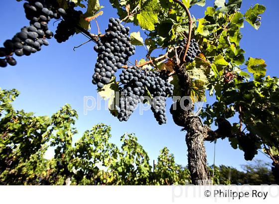 GRAPPE DE RAISIN ROUGE, VIGNOBLE DE BORDEAUX, GIRONDE. (33V46620.jpg)