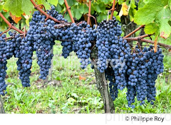 GRAPPE DE RAISIN ROUGE, VIGNOBLE DE BORDEAUX, GIRONDE. (33V46625.jpg)
