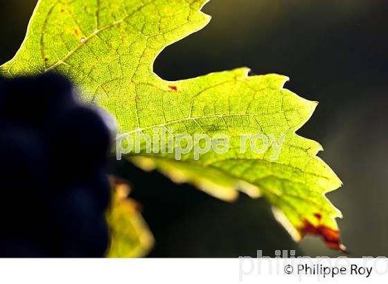 FEUILLE DE VIGNE, VIGNOBLE DU BORDELAIS, GIRONDE. (33V46630.jpg)