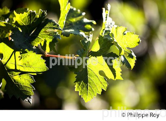 FEUILLE DE VIGNE, VIGNOBLE DU BORDELAIS, GIRONDE. (33V46631.jpg)
