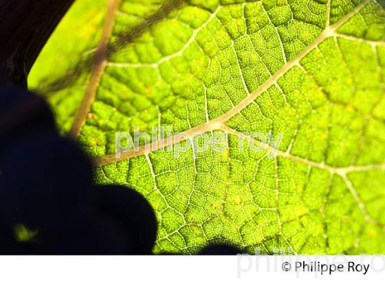 FEUILLE DE VIGNE, VIGNOBLE DU BORDELAIS, GIRONDE. (33V46632.jpg)