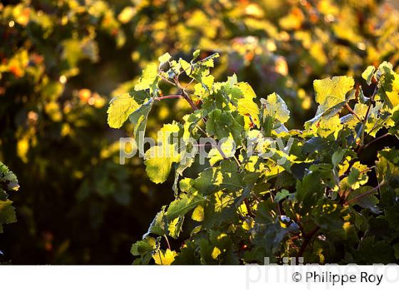 FEUILLE DE VIGNE, VIGNOBLE DU BORDELAIS, GIRONDE. (33V46634.jpg)