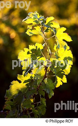 FEUILLE DE VIGNE, VIGNOBLE DU BORDELAIS, GIRONDE. (33V46636.jpg)