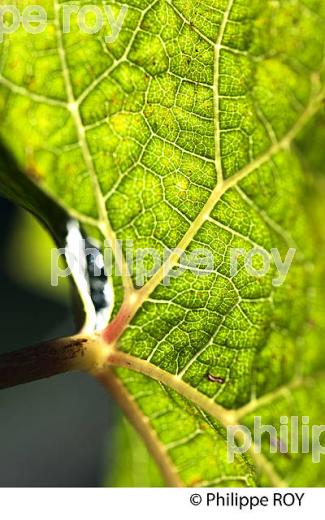 FEUILLE DE VIGNE, VIGNOBLE DU BORDELAIS, GIRONDE. (33V46637.jpg)