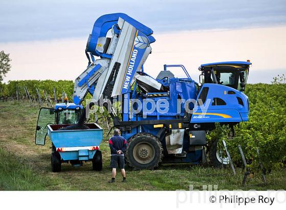 VENDANGES A LA MACHINE, AOC BORDEAUX SUPERIEUR, VIGNOBLE DU BORDELAIS. (33V46705.jpg)