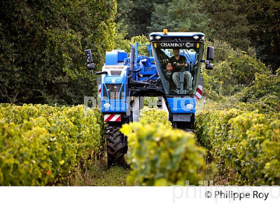 VENDANGES A LA MACHINE, AOC BORDEAUX SUPERIEUR, VIGNOBLE DU BORDELAIS. (33V46706.jpg)