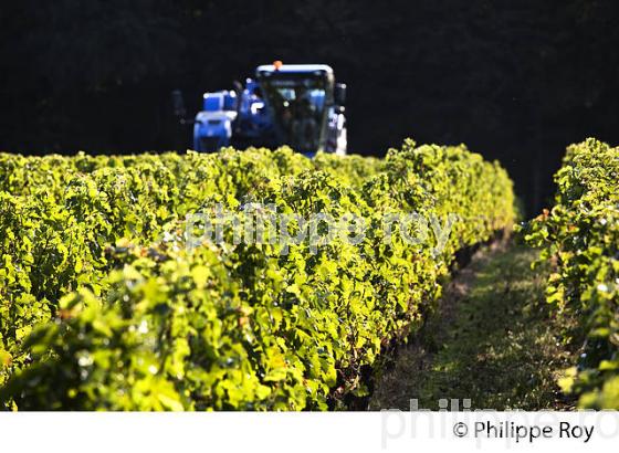 VENDANGES A LA MACHINE, AOC BORDEAUX SUPERIEUR, VIGNOBLE DU BORDELAIS. (33V46708.jpg)