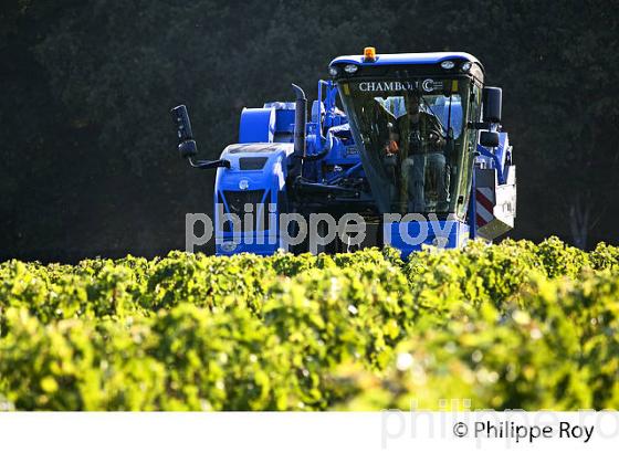 VENDANGES A LA MACHINE, AOC BORDEAUX SUPERIEUR, VIGNOBLE DU BORDELAIS. (33V46709.jpg)