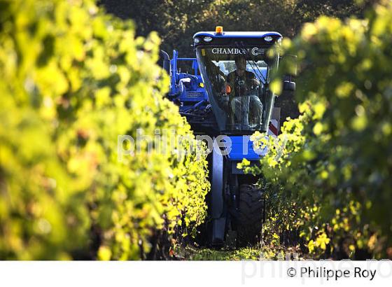 VENDANGES A LA MACHINE, AOC BORDEAUX SUPERIEUR, VIGNOBLE DU BORDELAIS. (33V46712.jpg)