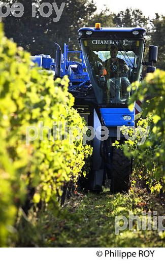 VENDANGES A LA MACHINE, AOC BORDEAUX SUPERIEUR, VIGNOBLE DU BORDELAIS. (33V46714.jpg)