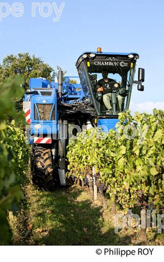 VENDANGES A LA MACHINE, AOC BORDEAUX SUPERIEUR, VIGNOBLE DU BORDELAIS. (33V46715.jpg)