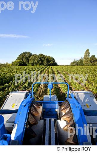 VENDANGES A LA MACHINE, AOC BORDEAUX SUPERIEUR, VIGNOBLE DU BORDELAIS. (33V46718.jpg)