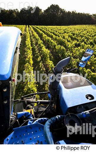 VENDANGES A LA MACHINE, AOC BORDEAUX SUPERIEUR, VIGNOBLE DU BORDELAIS. (33V46720.jpg)