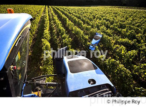 VENDANGES A LA MACHINE, AOC BORDEAUX SUPERIEUR, VIGNOBLE DU BORDELAIS. (33V46721.jpg)