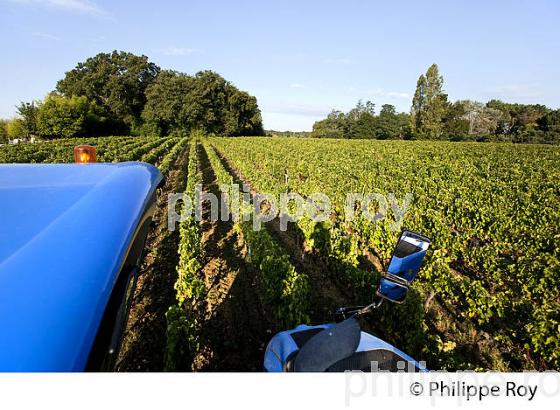 VENDANGES A LA MACHINE, AOC BORDEAUX SUPERIEUR, VIGNOBLE DU BORDELAIS. (33V46722.jpg)