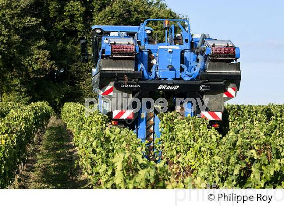 VENDANGES A LA MACHINE, AOC BORDEAUX SUPERIEUR, VIGNOBLE DU BORDELAIS. (33V46728.jpg)